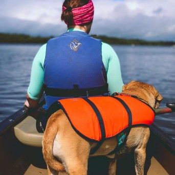 a dog in a body of water